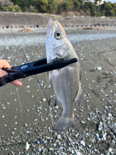 セイゴ（ヒラスズキ）の釣果