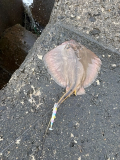 エイの釣果