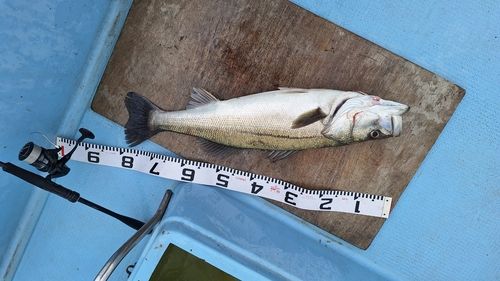 スズキの釣果