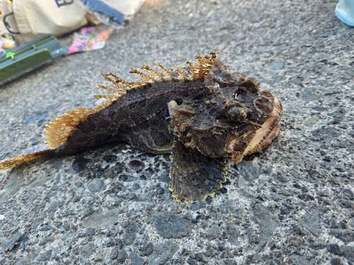 カジカの釣果