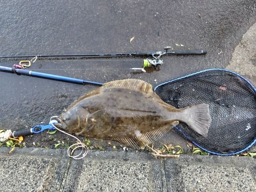 ヒラメの釣果