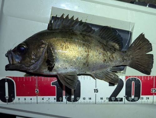 メバルの釣果