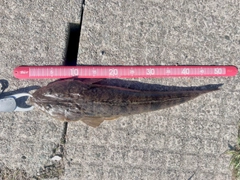 マゴチの釣果