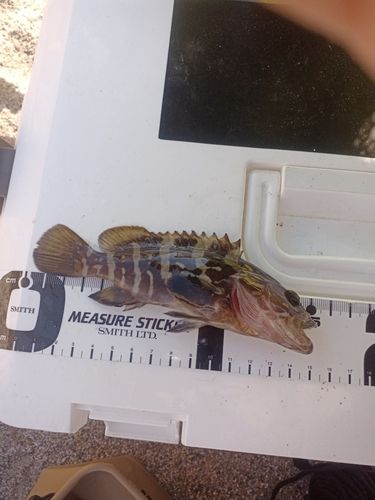 クエの釣果