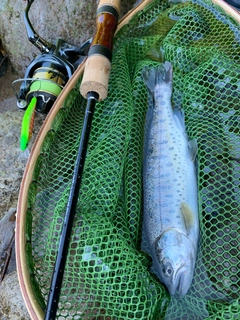 ヤマメの釣果