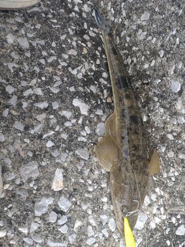 マゴチの釣果