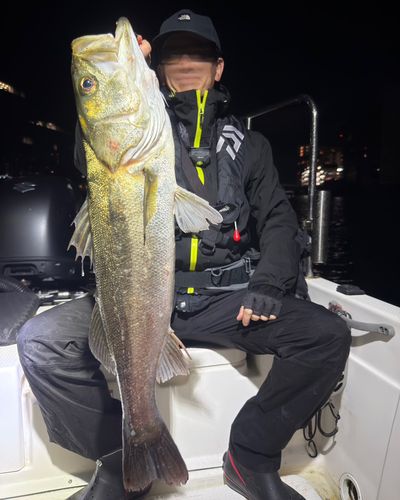 シーバスの釣果