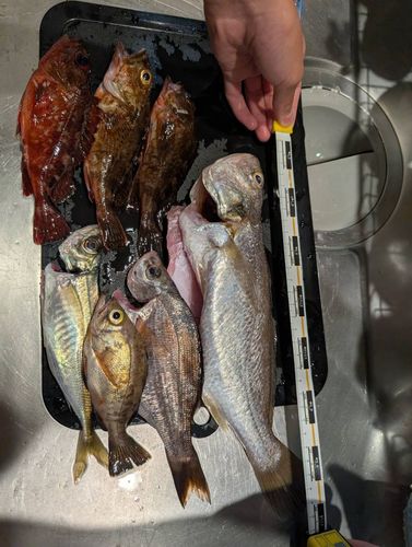 イシモチの釣果