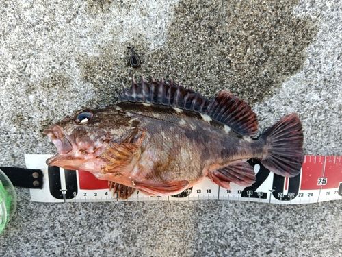 カサゴの釣果