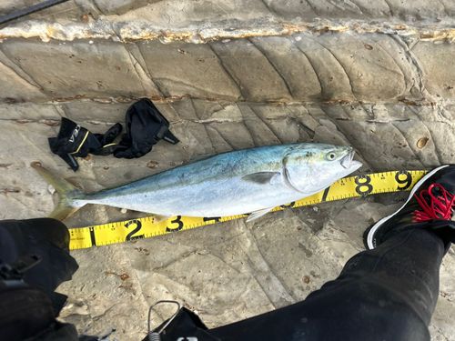 ブリの釣果