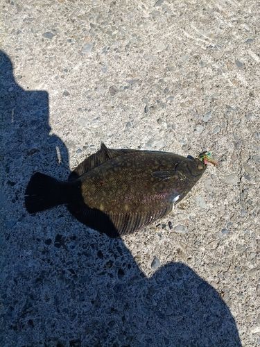 クロガシラガレイの釣果