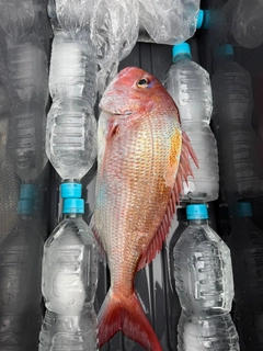 タイの釣果