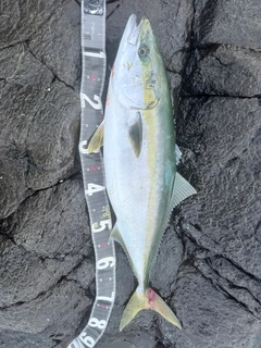 ワラサの釣果