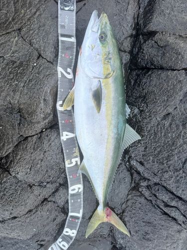 ワラサの釣果