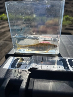 オイカワの釣果