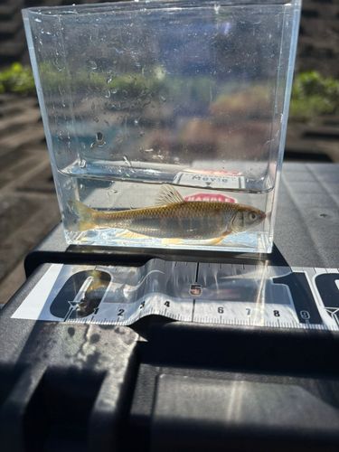 オイカワの釣果