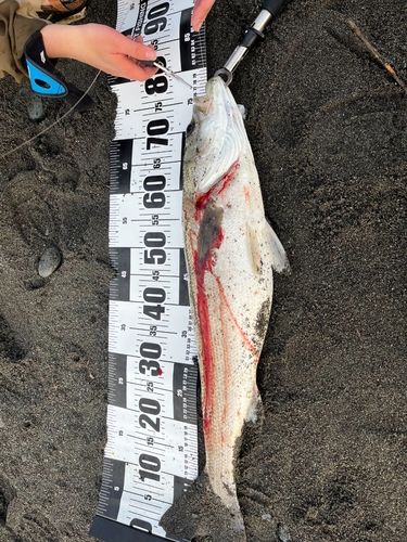 スズキの釣果