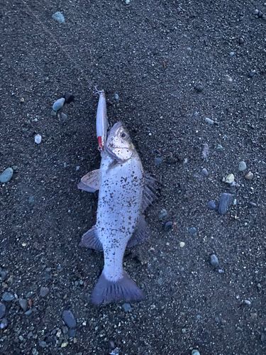 セイゴ（ヒラスズキ）の釣果