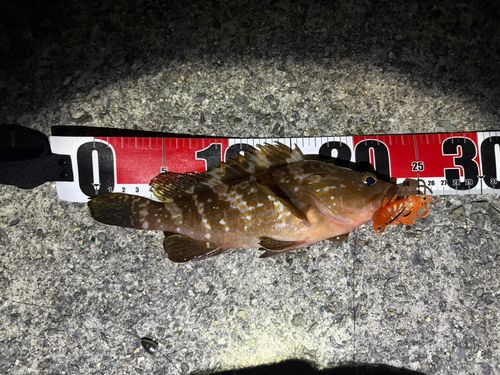 アコウの釣果