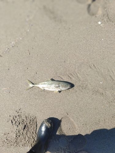 イナダの釣果
