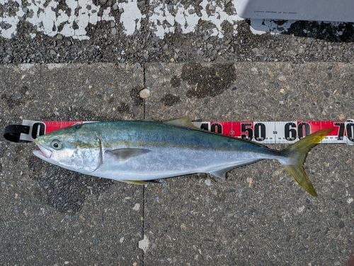 メジロの釣果