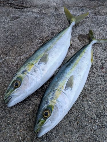 ツバイソの釣果