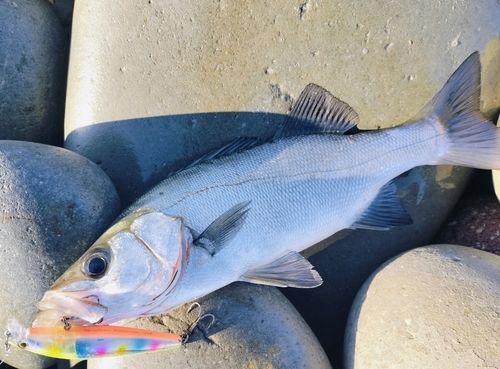 セイゴ（ヒラスズキ）の釣果