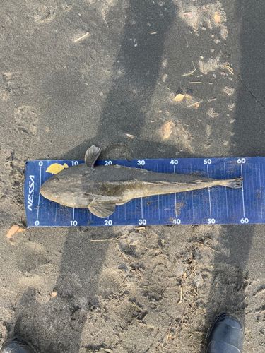 マゴチの釣果
