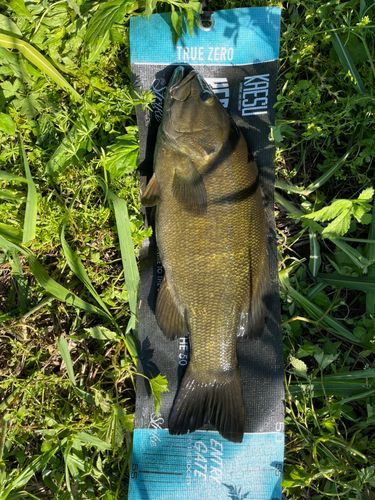 スモールマウスバスの釣果