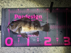 メバルの釣果