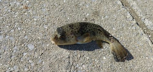 フグの釣果