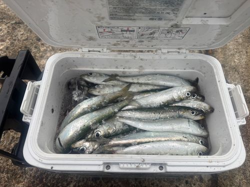 イワシの釣果