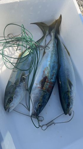 イナダの釣果