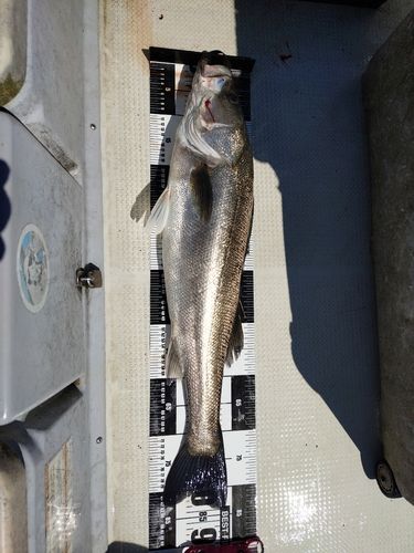 スズキの釣果