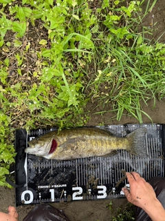 スモールマウスバスの釣果