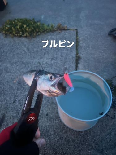 アイナメの釣果