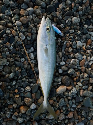 フクラギの釣果
