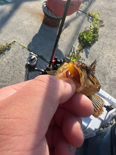 釣果
