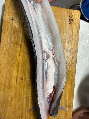 マアナゴの釣果