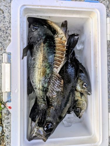 メバルの釣果