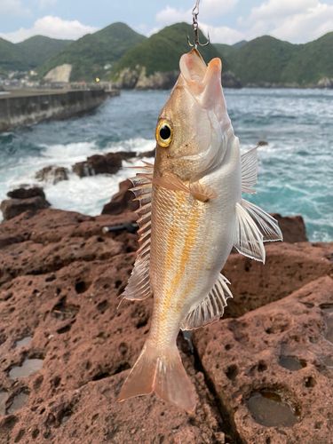 フエダイの釣果