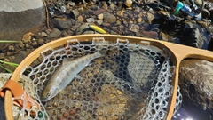 アマゴの釣果