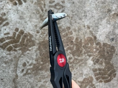 カタクチイワシの釣果