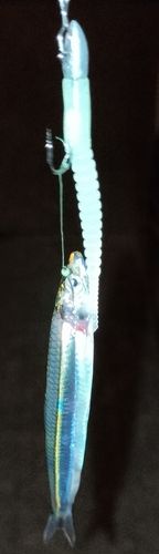 釣果