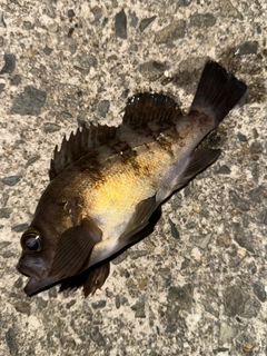 メバルの釣果