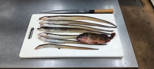 マアナゴの釣果