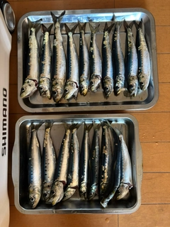 マイワシの釣果
