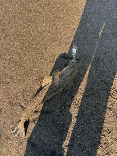 マゴチの釣果