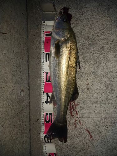 シーバスの釣果