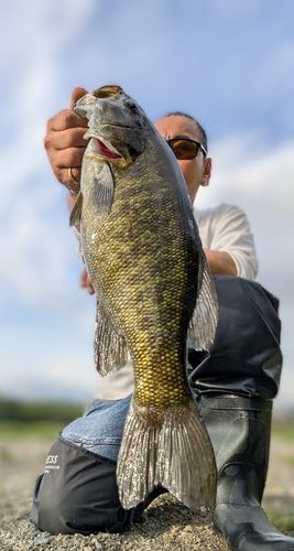 スモールマウスバスの釣果